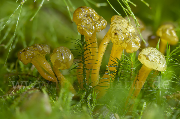 Grüngelbes Gallertkäppchen (Leotia lubrica)