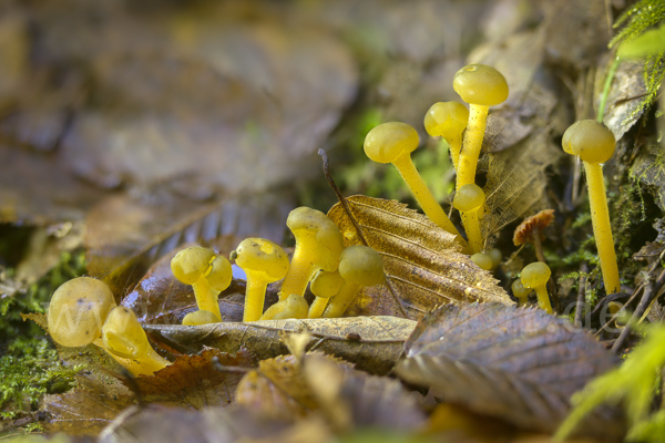 Grüngelbes Gallertkäppchen (Leotia lubrica)