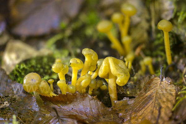 Grüngelbes Gallertkäppchen (Leotia lubrica)