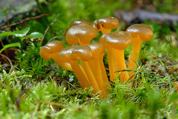 Grüngelbes Gallertkäppchen (Leotia lubrica)