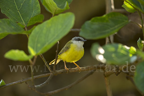 Grünrückeneremomela (Eremomela canescens)