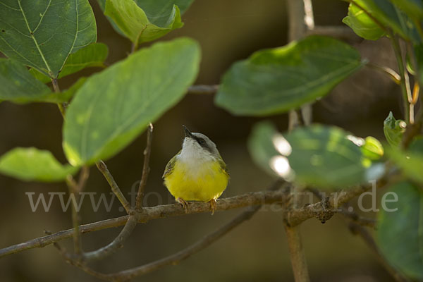 Grünrückeneremomela (Eremomela canescens)