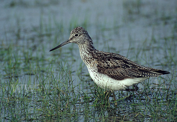 Grünschenkel (Tringa nebularia)