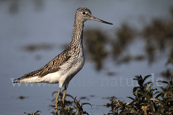 Grünschenkel (Tringa nebularia)