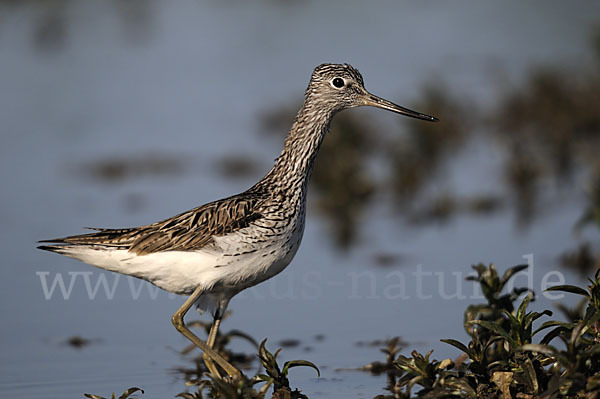 Grünschenkel (Tringa nebularia)