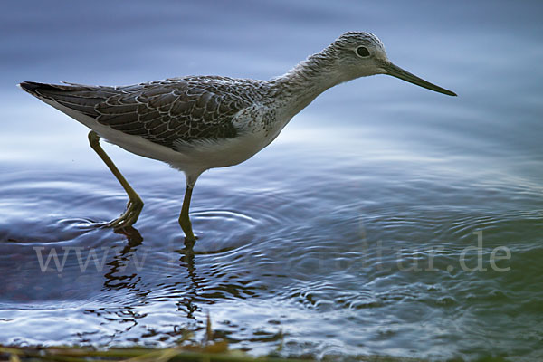 Grünschenkel (Tringa nebularia)