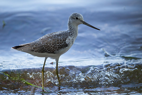 Grünschenkel (Tringa nebularia)