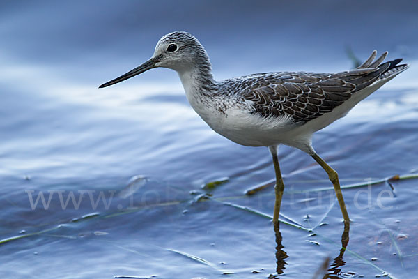 Grünschenkel (Tringa nebularia)