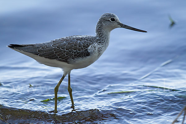 Grünschenkel (Tringa nebularia)