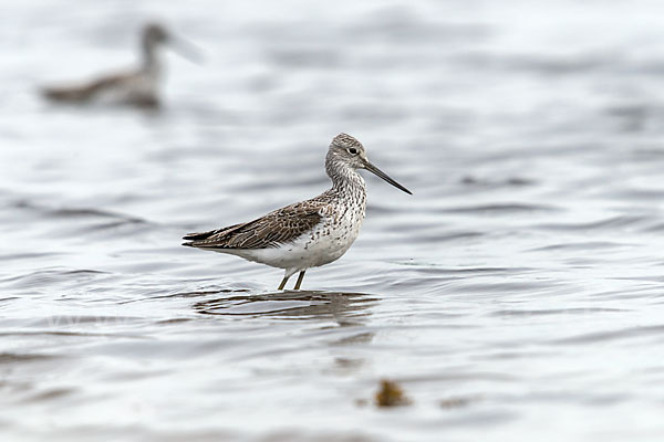 Grünschenkel (Tringa nebularia)