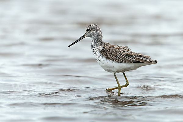 Grünschenkel (Tringa nebularia)