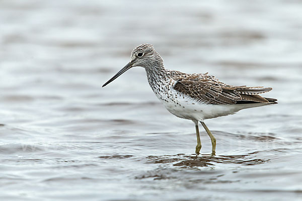 Grünschenkel (Tringa nebularia)