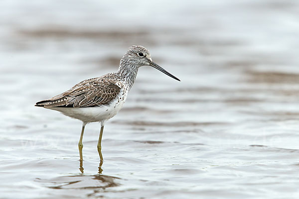 Grünschenkel (Tringa nebularia)