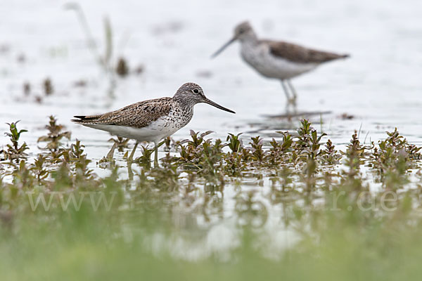 Grünschenkel (Tringa nebularia)