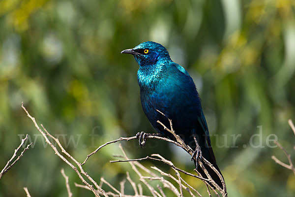 Grünschwanz-Glanzstar (Lamprotornis chalybaeus)