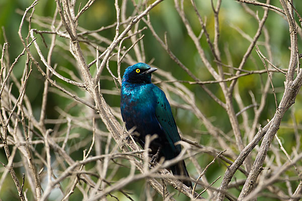 Grünschwanz-Glanzstar (Lamprotornis chalybaeus)