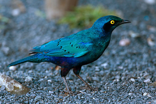 Grünschwanz-Glanzstar (Lamprotornis chalybaeus)