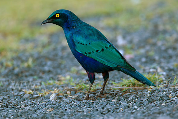 Grünschwanz-Glanzstar (Lamprotornis chalybaeus)