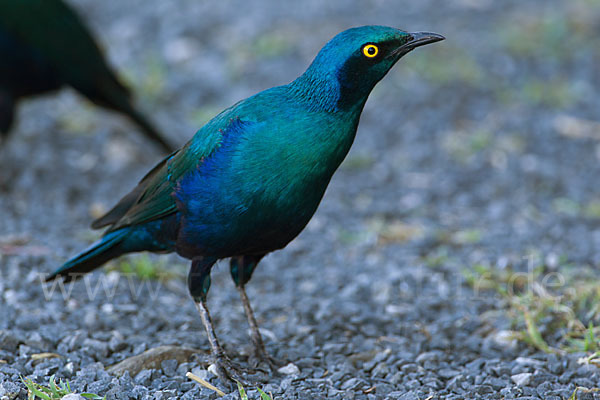 Grünschwanz-Glanzstar (Lamprotornis chalybaeus)