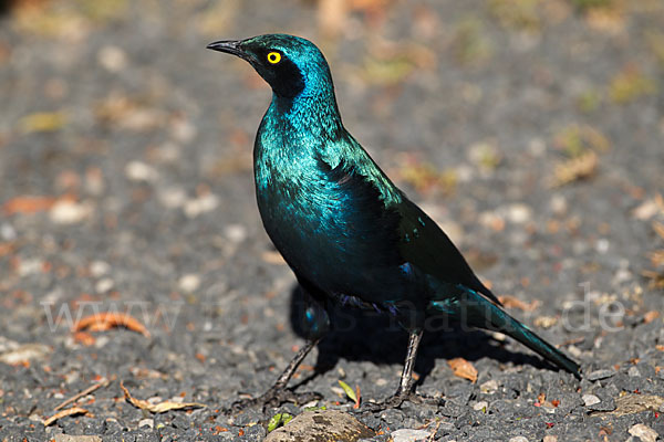 Grünschwanz-Glanzstar (Lamprotornis chalybaeus)