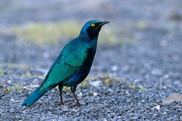 Grünschwanz-Glanzstar (Lamprotornis chalybaeus)