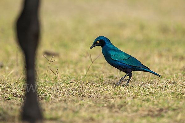 Grünschwanz-Glanzstar (Lamprotornis chalybaeus)