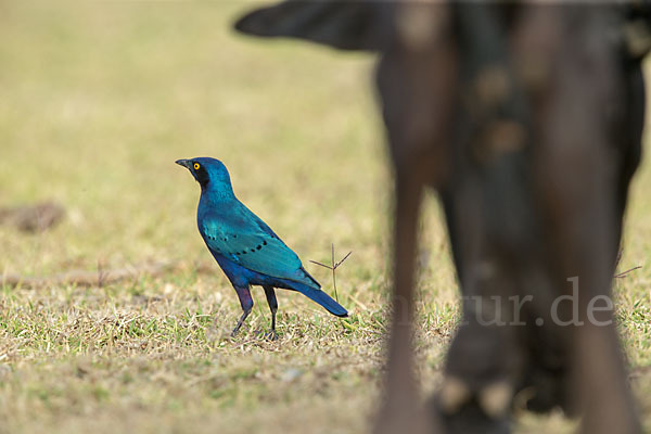 Grünschwanz-Glanzstar (Lamprotornis chalybaeus)