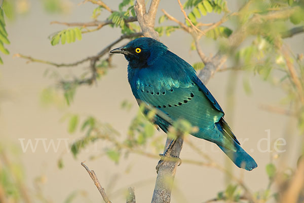 Grünschwanz-Glanzstar (Lamprotornis chalybaeus)