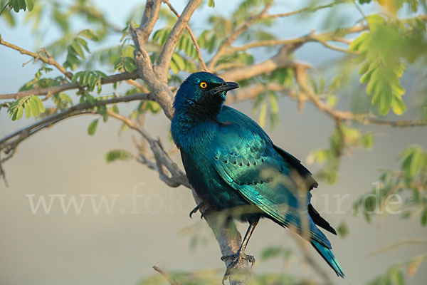 Grünschwanz-Glanzstar (Lamprotornis chalybaeus)