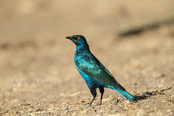 Grünschwanz-Glanzstar (Lamprotornis chalybaeus)