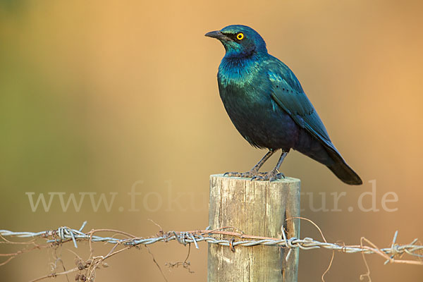 Grünschwanz-Glanzstar (Lamprotornis chalybaeus)