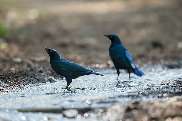 Grünschwanz-Glanzstar (Lamprotornis chalybaeus)