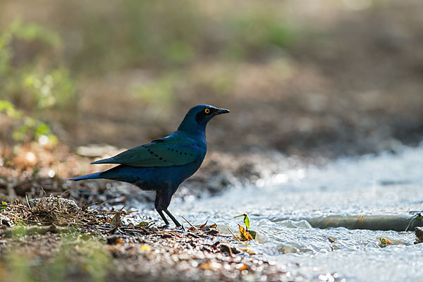 Grünschwanz-Glanzstar (Lamprotornis chalybaeus)