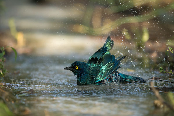 Grünschwanz-Glanzstar (Lamprotornis chalybaeus)