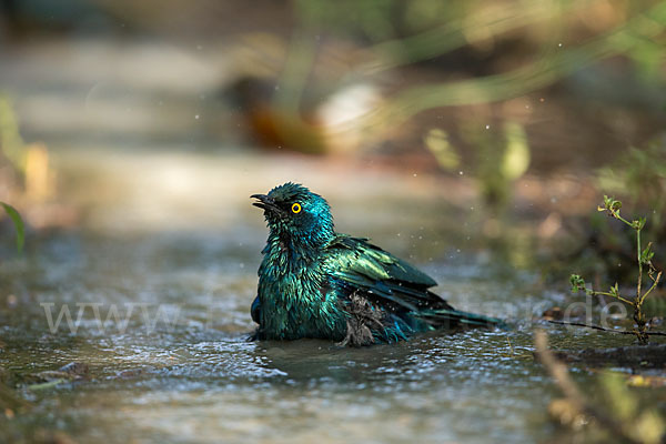 Grünschwanz-Glanzstar (Lamprotornis chalybaeus)