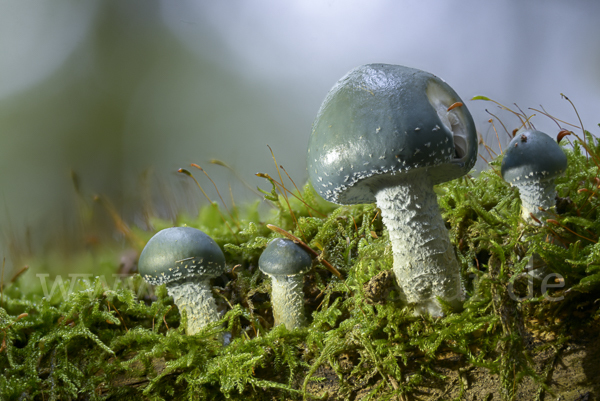 Grünspan-Träuschling (Stropharia aeruginosa)