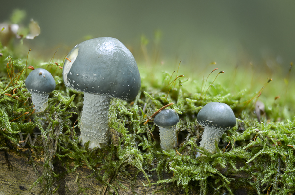 Grünspan-Träuschling (Stropharia aeruginosa)