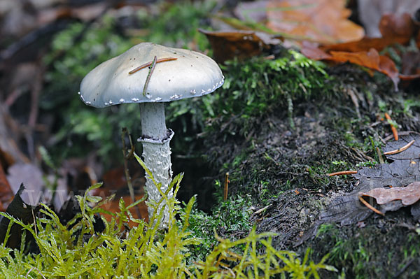 Grünspan-Träuschling (Stropharia aeruginosa)
