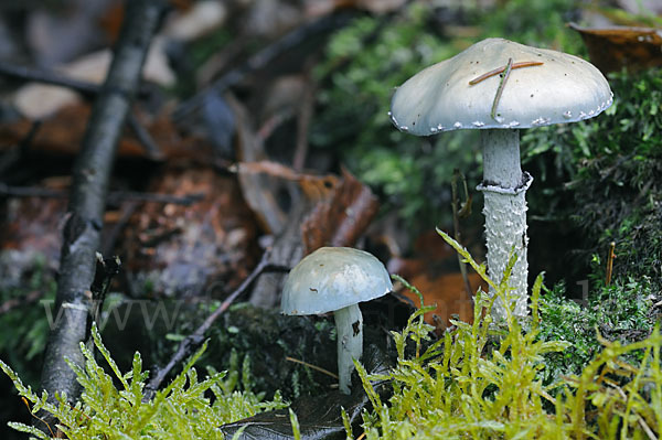 Grünspan-Träuschling (Stropharia aeruginosa)