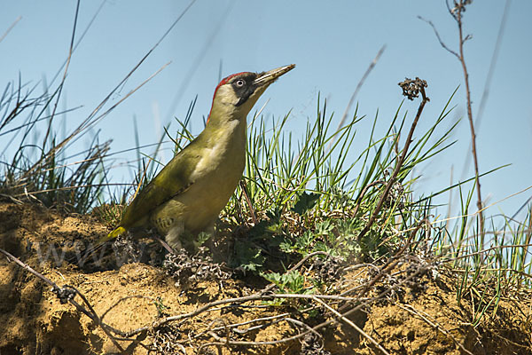 Grünspecht (Picus viridis)