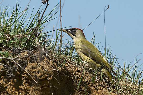 Grünspecht (Picus viridis)