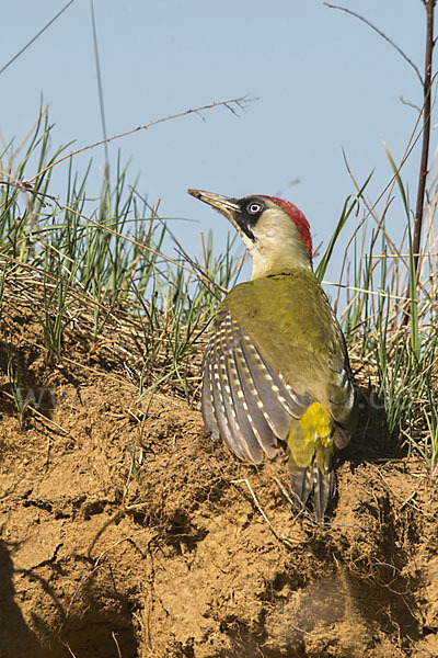 Grünspecht (Picus viridis)