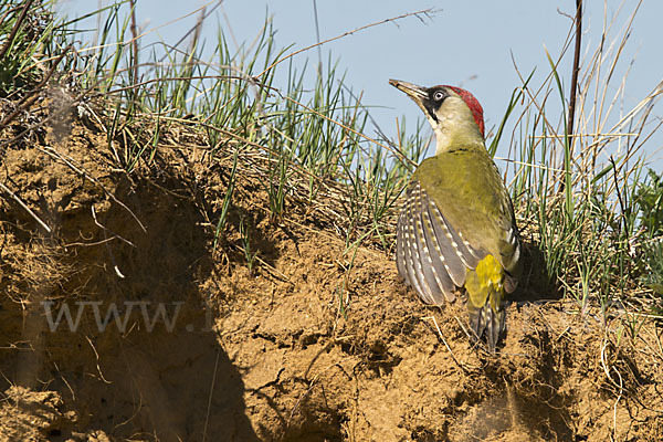 Grünspecht (Picus viridis)