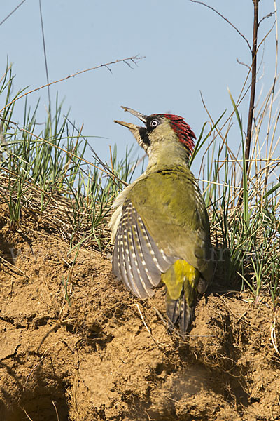Grünspecht (Picus viridis)