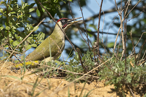 Grünspecht (Picus viridis)