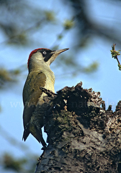 Grünspecht (Picus viridis)