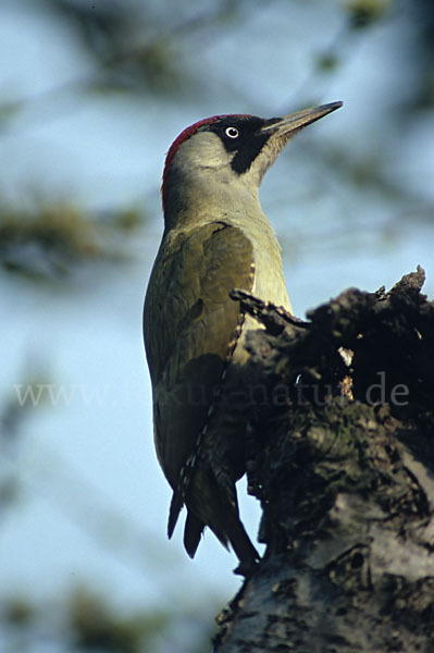 Grünspecht (Picus viridis)