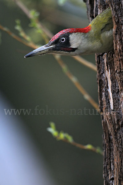 Grünspecht (Picus viridis)