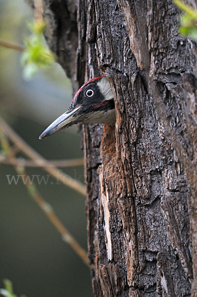 Grünspecht (Picus viridis)