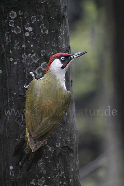 Grünspecht (Picus viridis)